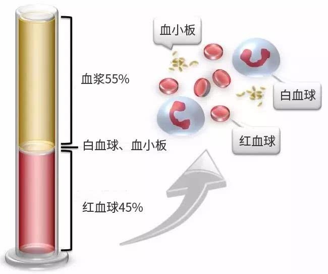 运动性贫血_运动性贫血发病缓慢_贫血运动时的表现